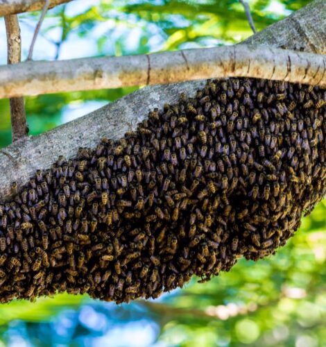 Foto eines Bienenschwarms am Baum